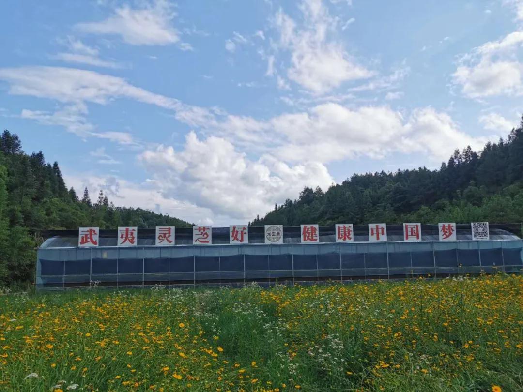 如果给武夷山取个名字，你会叫它......